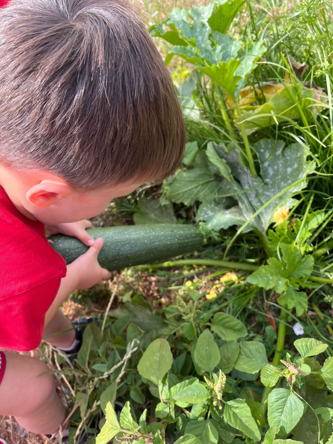 Huerto escolar en Castellón