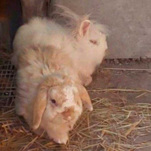 Conejos