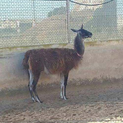 Llama