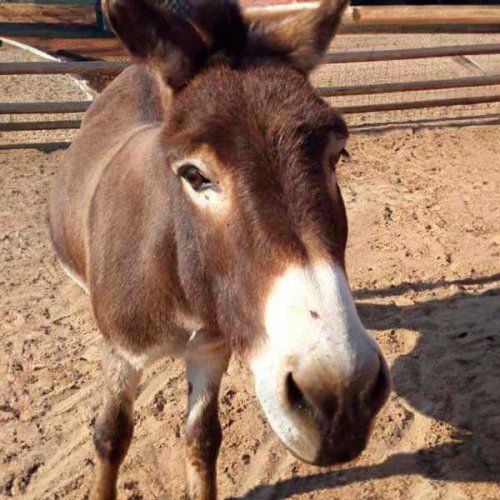 Burros