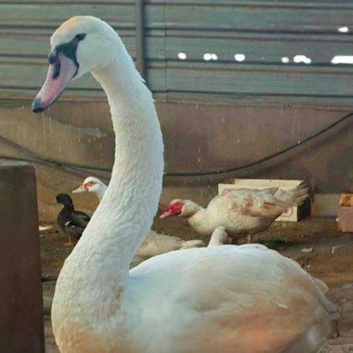 cisne
