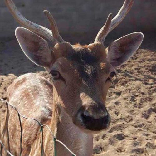 Ciervos