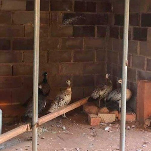 Pavos reales
