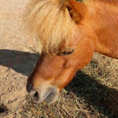 Pony