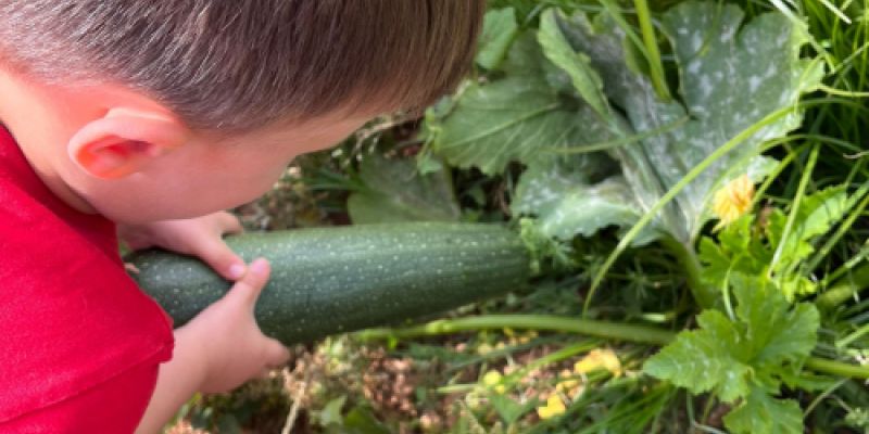 Huerto escolar en Castellón