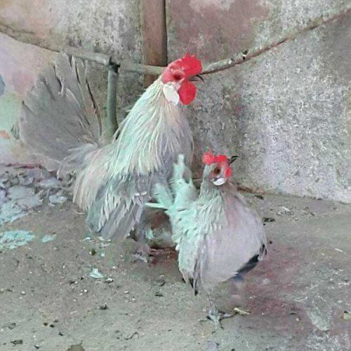 Gallinas